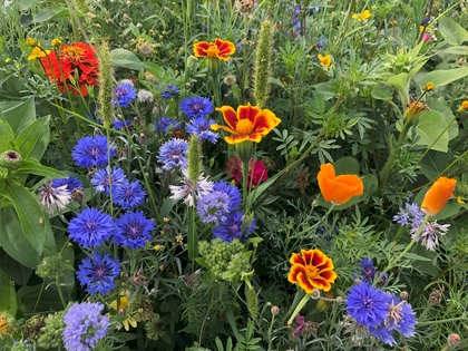 Sommerblumen